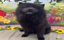 Chow Chow dogs for sale: chow chow puppies with champion stacked bloodline - Image 7