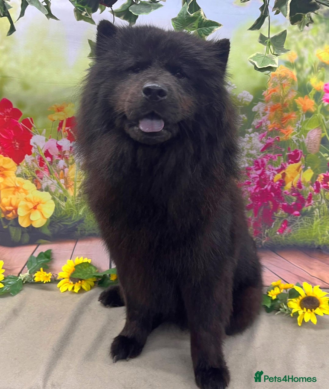 Chow Chow dogs for sale: chow chow puppies with champion stacked bloodline - Image 7