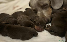 Miniature Dachshund dogs for sale: Beautiful Chocolate & Tan miniature dachshunds  - Image 2