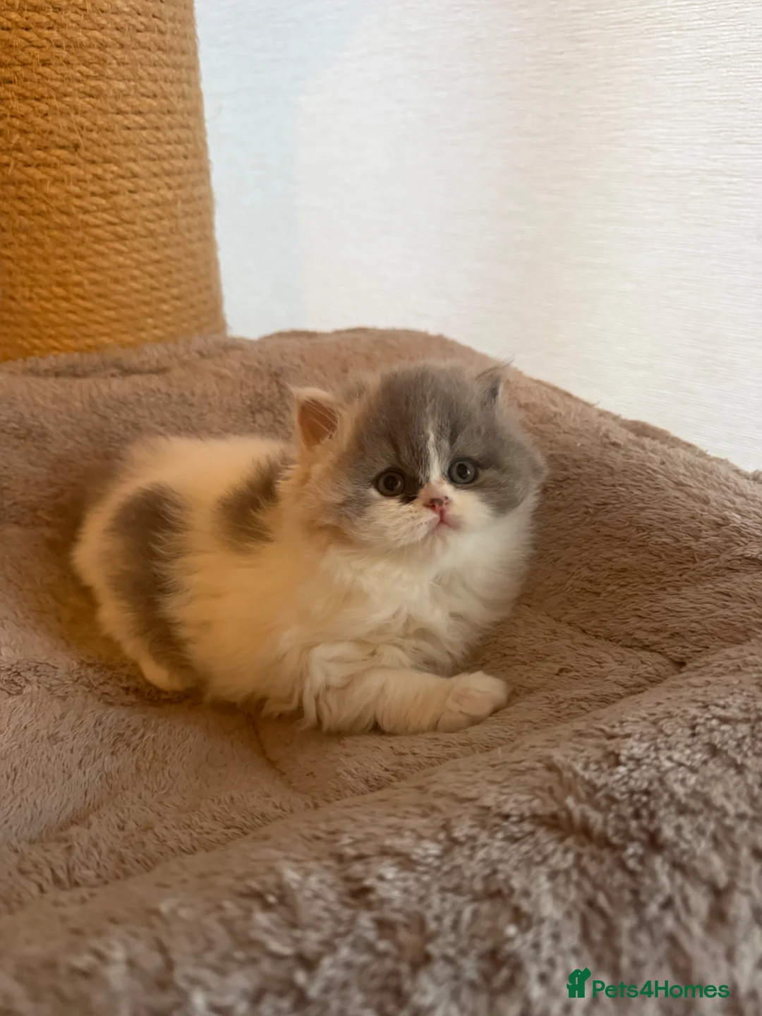 British Shorthair cats for sale: Gccf reg British shorthair & longhairs  in Lincoln - Advert 14