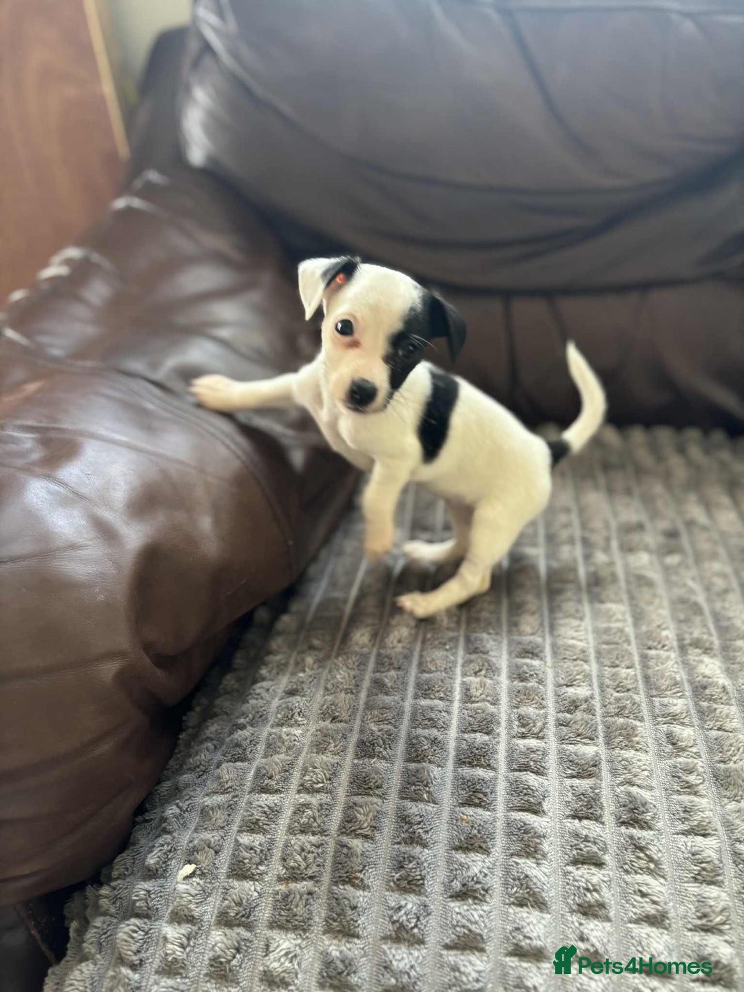 Jack Russell dogs for sale: Jack russle puppy's  - Image 4