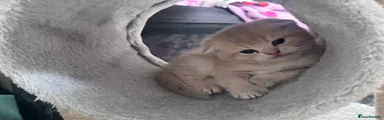 Scottish Fold 4