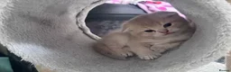 Scottish Fold cats for sale: Full Pedigree Beautiful Scottish Fold Kittens tica - Advert 14