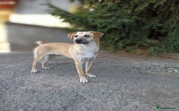 Mixed Breed dogs for adoption: 💙🐶 DAN 🐶💙 - Image 15