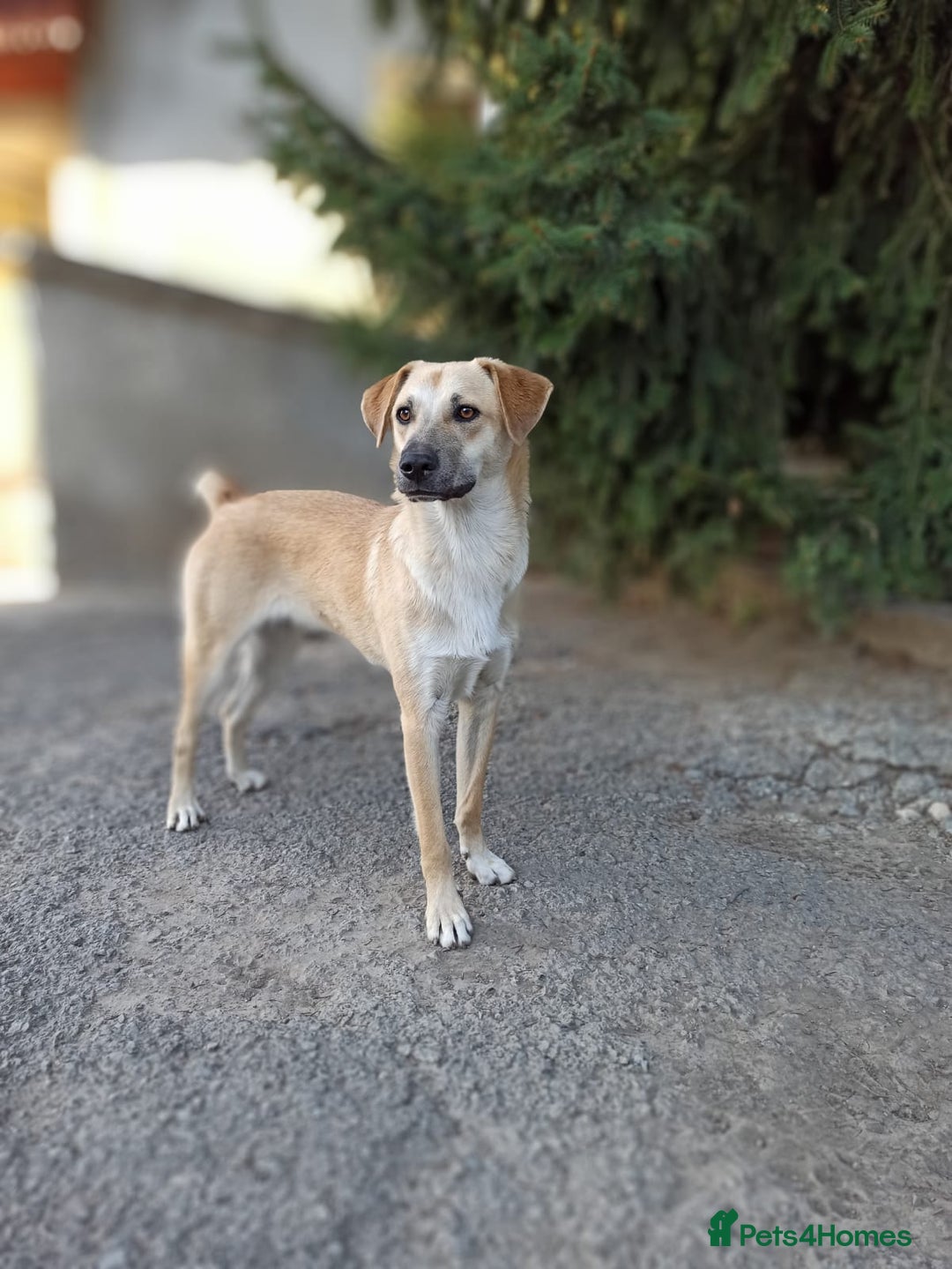 Mixed Breed dogs for adoption: 💙🐶 DAN 🐶💙 - Image 15