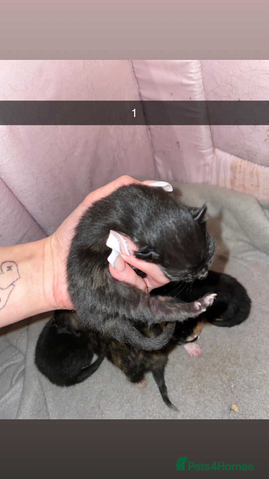 Mixed Breed cats for sale: Beautiful kittens looking for their forever home - Advert 2