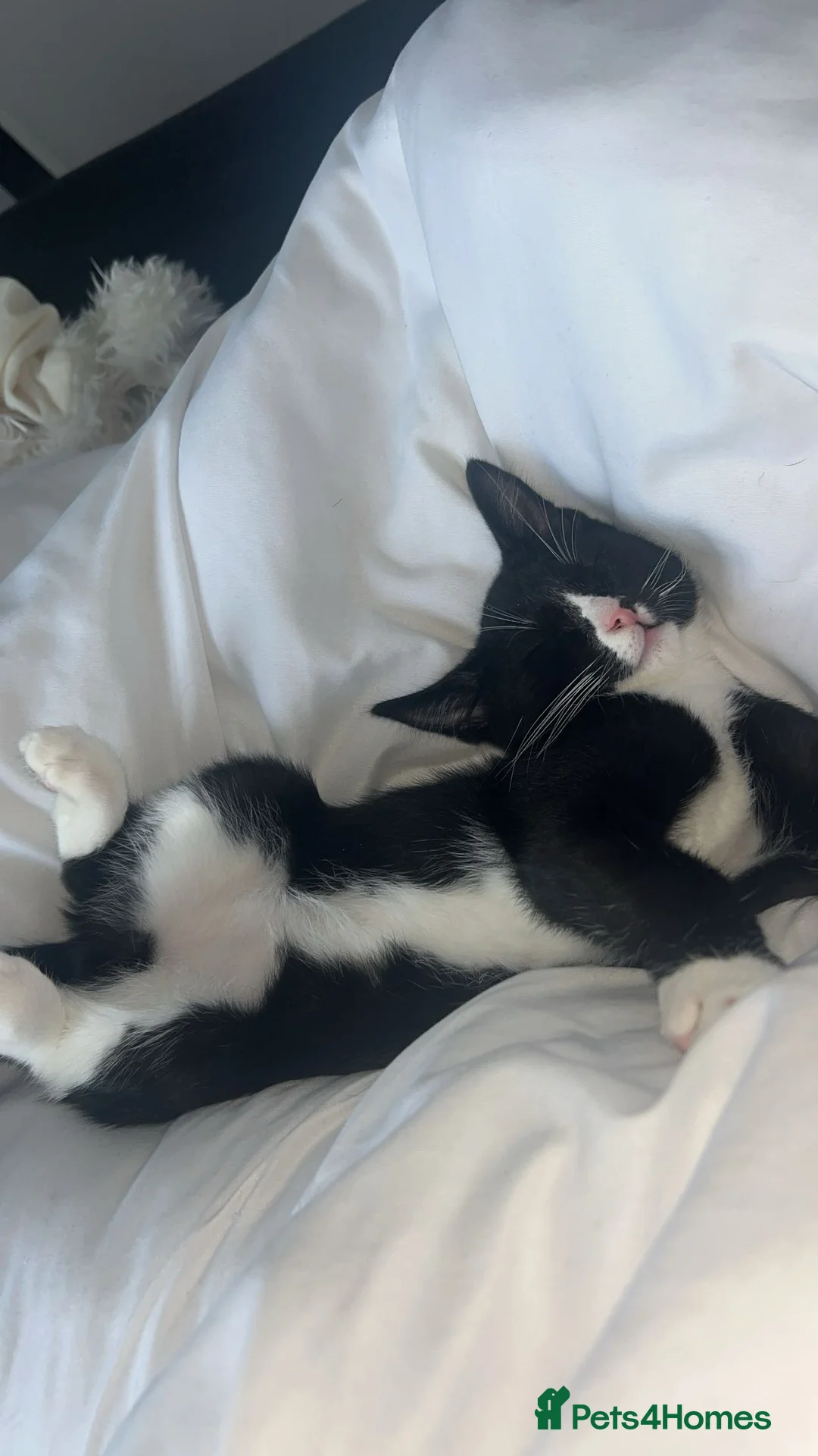 Mixed Breed cats for sale: 2 precious boy kittens  - Advert 8