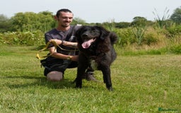 Mixed Breed dogs for adoption: Beautiful Kyra is looking for a home! - Image 7