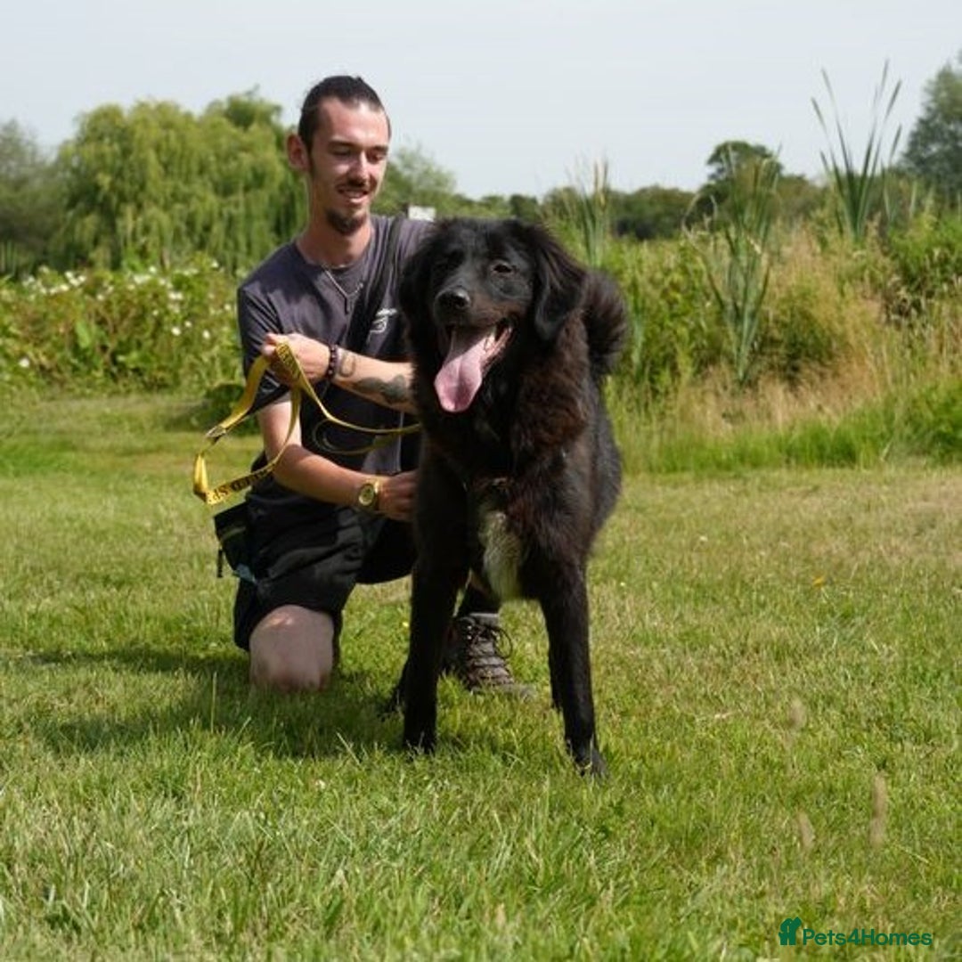 Mixed Breed dogs for adoption: Beautiful Kyra is looking for a home! - Image 7