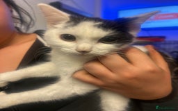 British Shorthair cats for sale: White British shorthaired  - Image 1