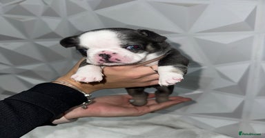 French Bulldog dogs Fluffy French Bulldog Puppies for sale - Advert 12