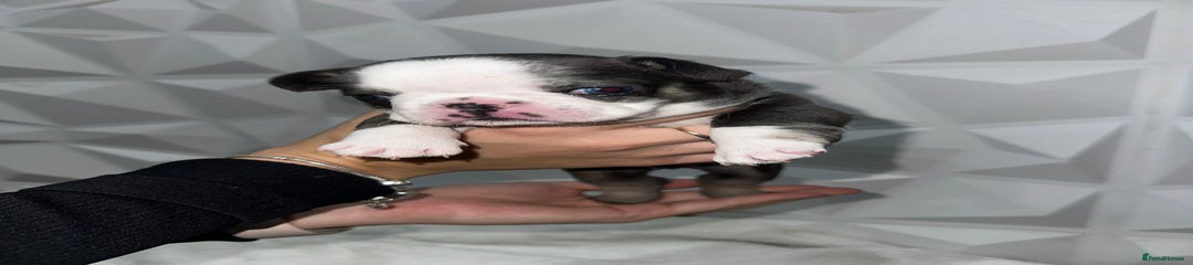 French Bulldog Puppy 2