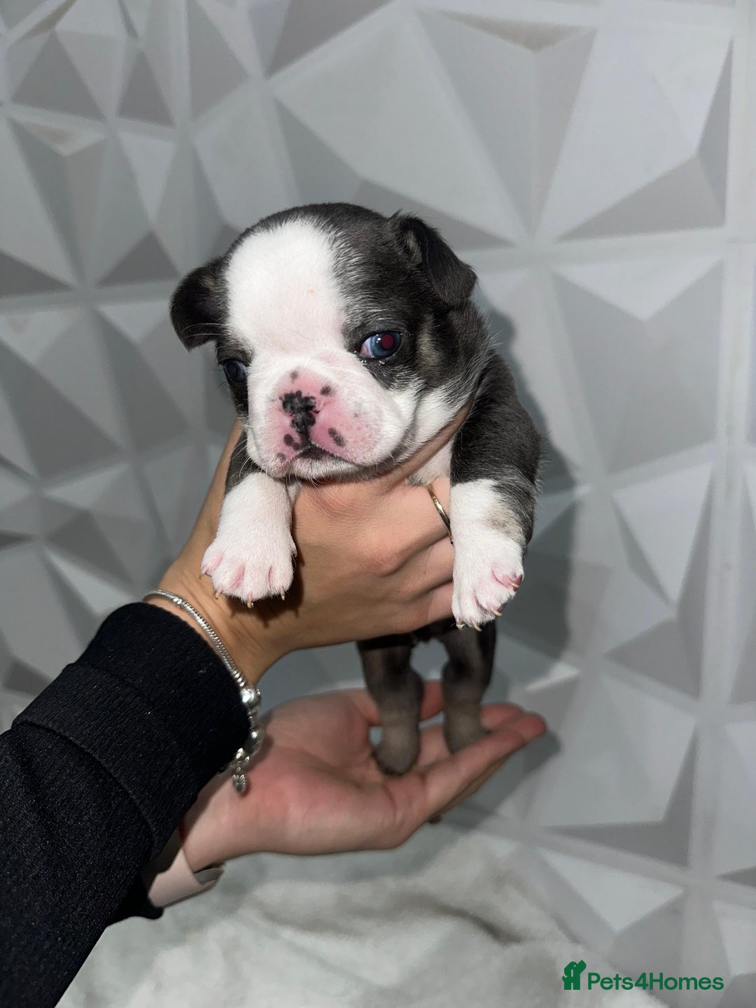 French Bulldog dogs for sale: Fluffy French Bulldog Puppies for sale - Advert 3