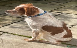 Brittany Spaniel dogs for adoption: Cronos a wonderful Brittany - Image 4