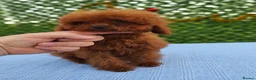 Toy Poodle dogs for sale: Asian toy poodle boy  - Advert 1