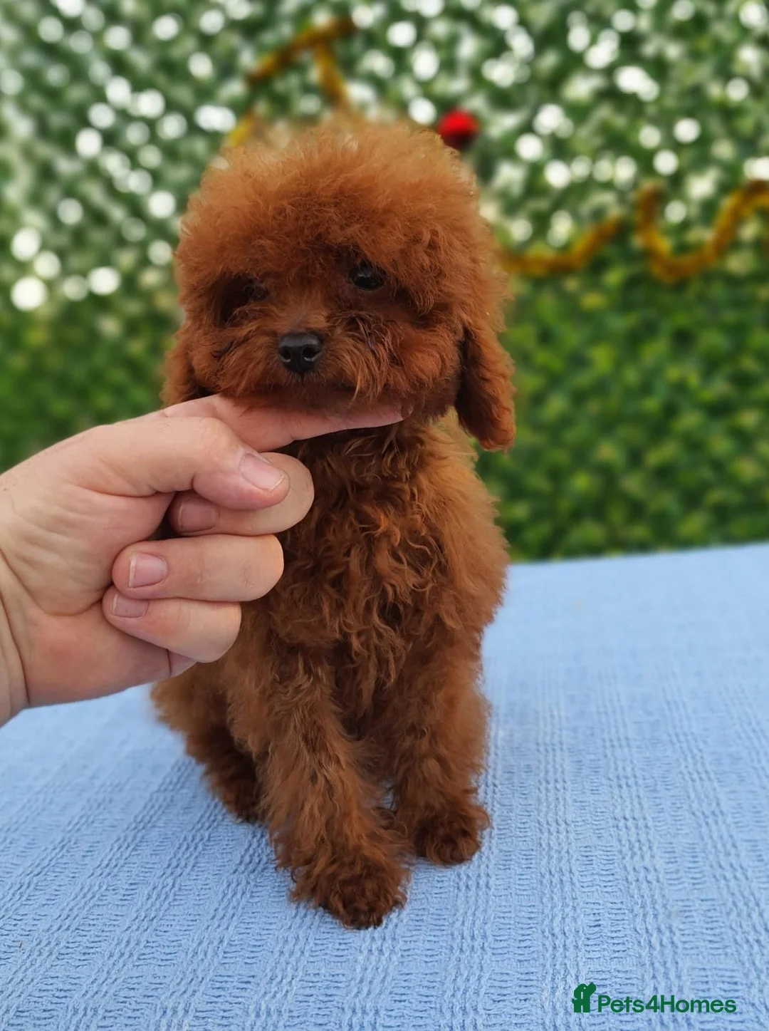 Toy Poodle dogs for sale: Asian toy poodle boy  - Advert 1