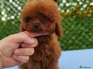 Toy Poodle dogs Asian toy poodle boy - Advert 2