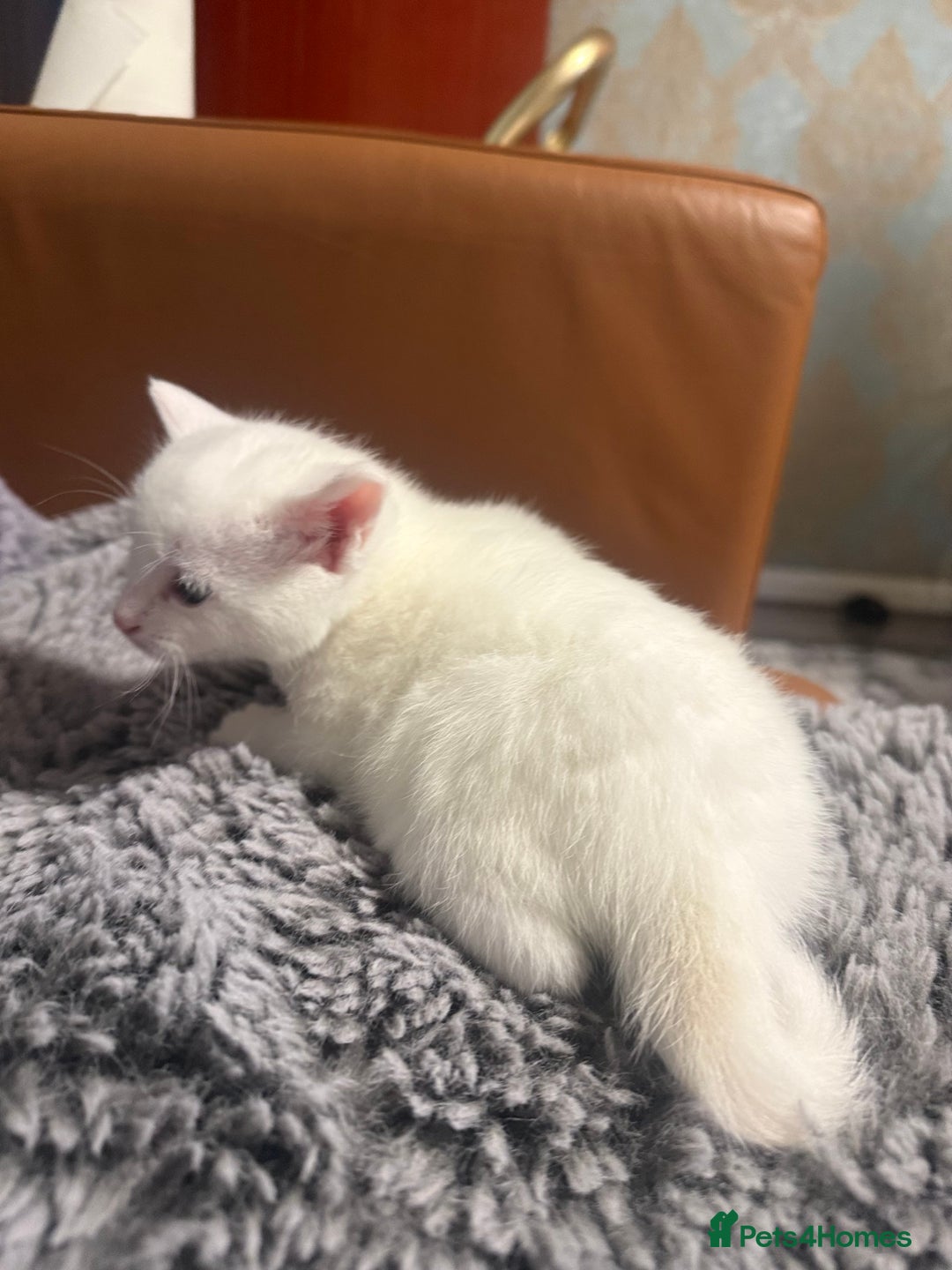 Mixed Breed cats for sale: Kittens  - Advert 8