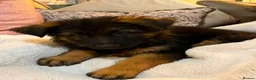 German Shepherd dogs for sale:  Beautiful Family-Raised German Shepherd Puppies  - Advert 4