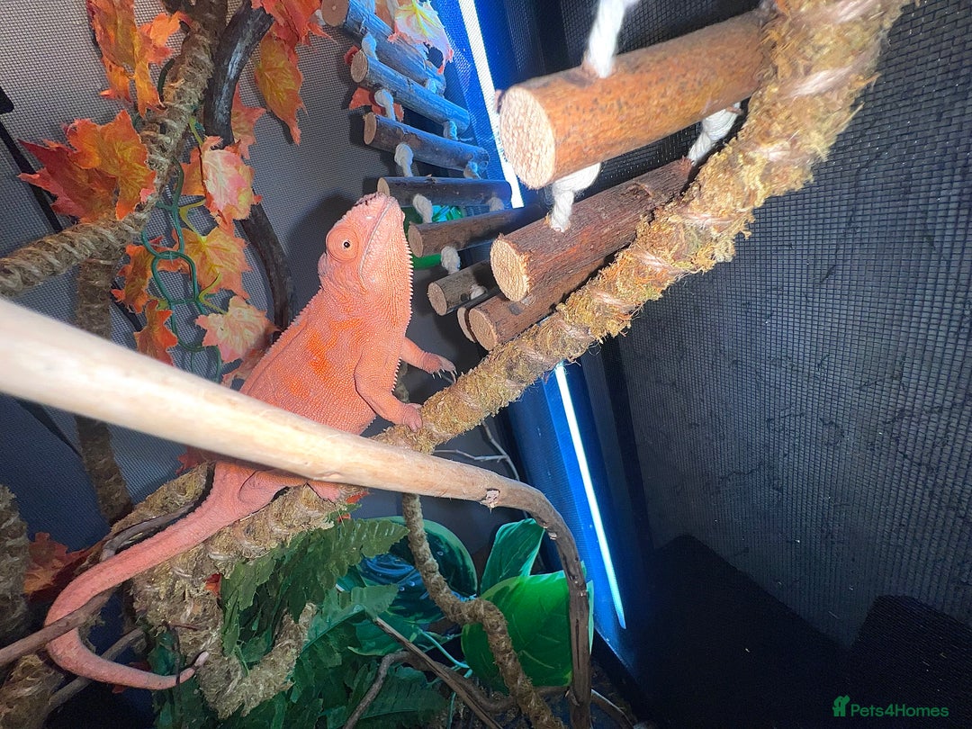 Chameleon reptiles for sale: Super Tame Female Nosy Faly Panther Chameleon - Advert 2