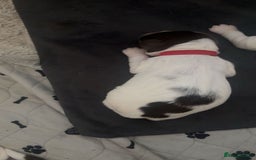 Sprocker dogs for sale:  sprocker spaniel pups for sale!  - Advert 16