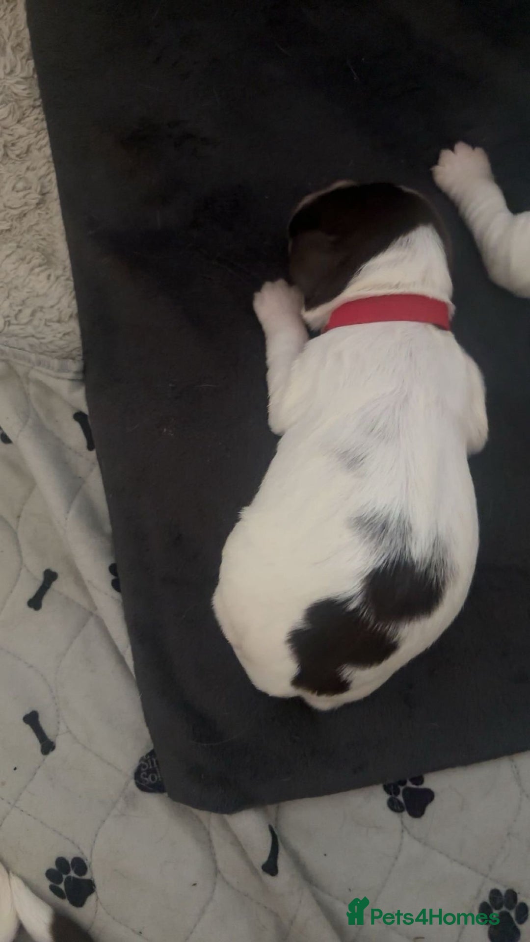 Sprocker dogs for sale:  sprocker spaniel pups for sale!  - Advert 16