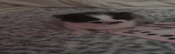 Domestic Shorthair cats for sale: Four beautiful healthy happy kittens  - Advert 6