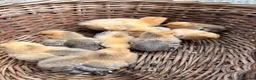Chickens poultry for sale: Lemon Sablepoots chicks  in Lincoln - Advert 5