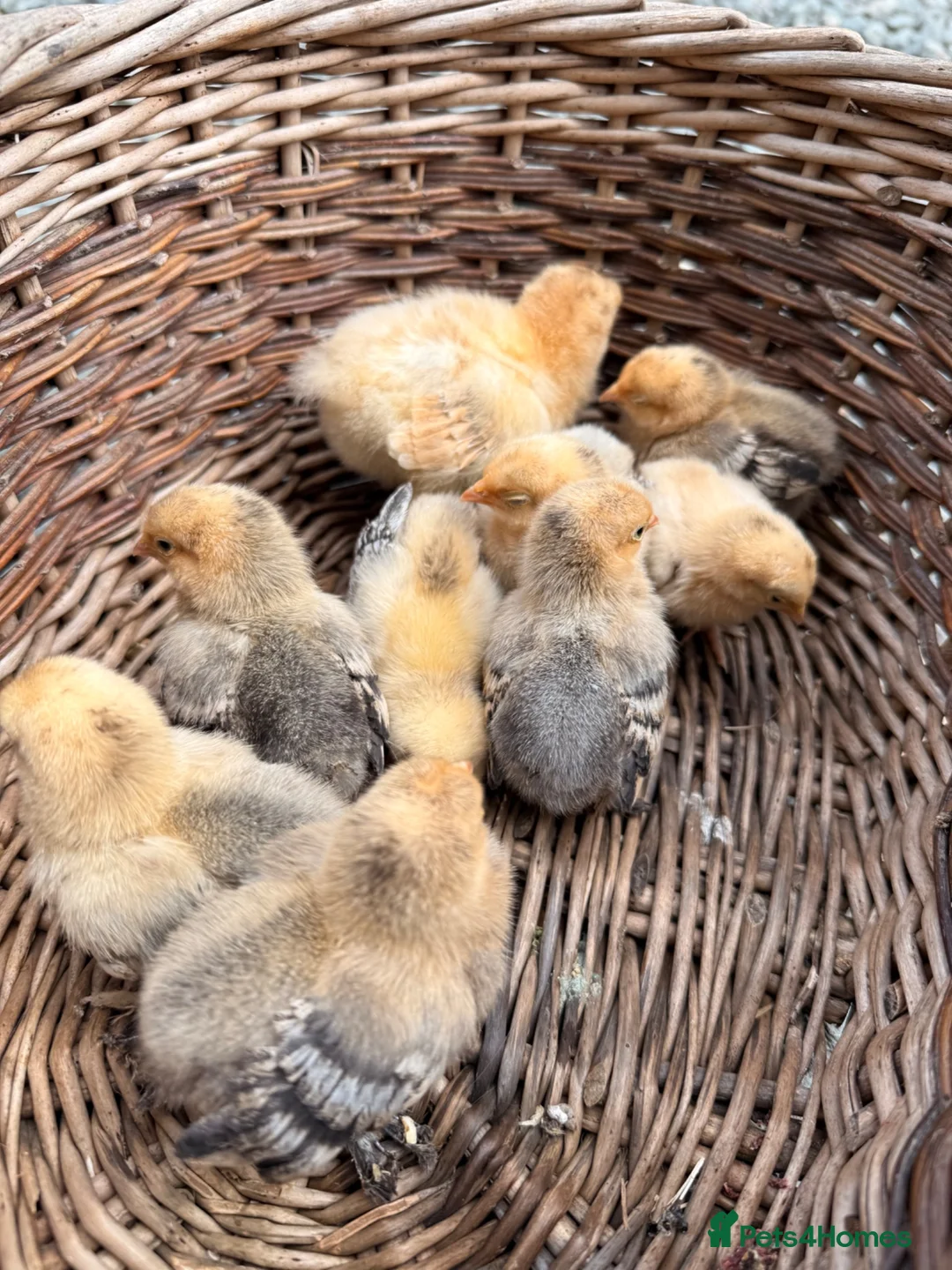 Chickens poultry for sale: Lemon Sablepoots chicks  in Lincoln - Advert 5