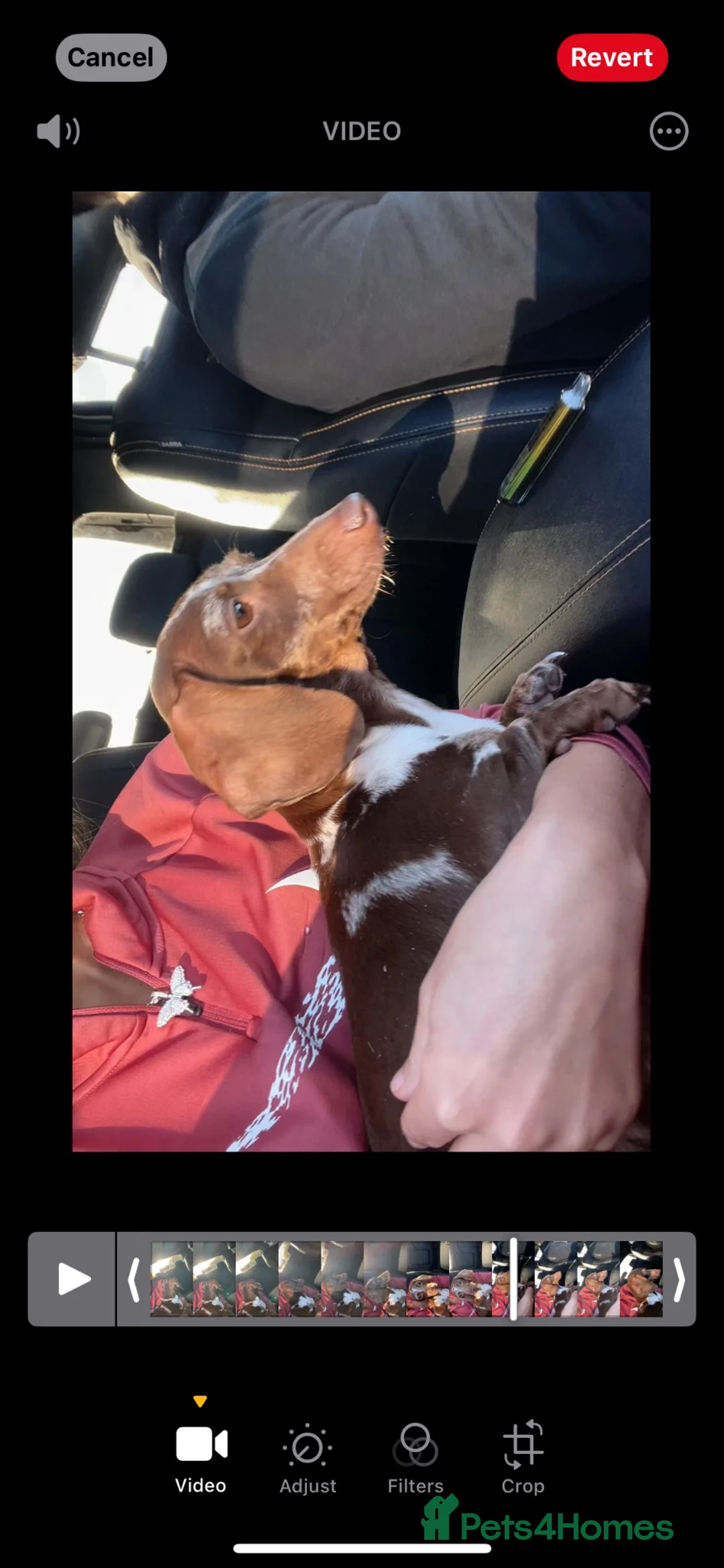 Miniature Dachshund dogs for sale: Miniature dapple dachshund in Cranleigh - Advert 2