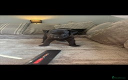 Patterdale Terrier dogs for sale: Patterdale puppies male  - Image 6