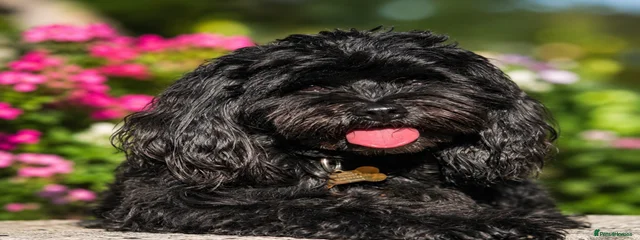 Coco
