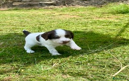 English Springer Spaniel dogs for sale: FTAW Bred Puppies from excellent lines - Image 11