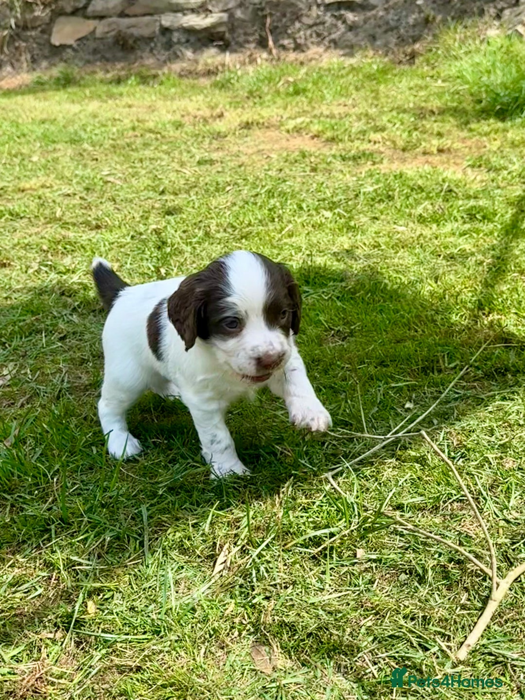 English Springer Spaniel dogs for sale: FTAW Bred Puppies from excellent lines - Image 11