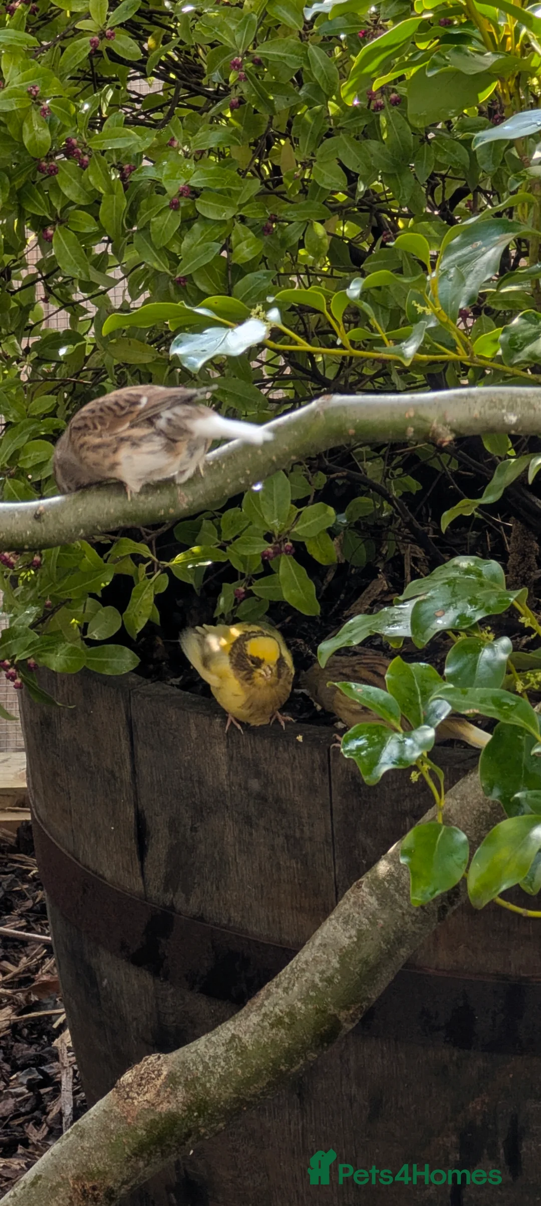 Canaries birds for sale: Gloster x Mosaic 1x Male 2x female in Falmouth - Advert 3