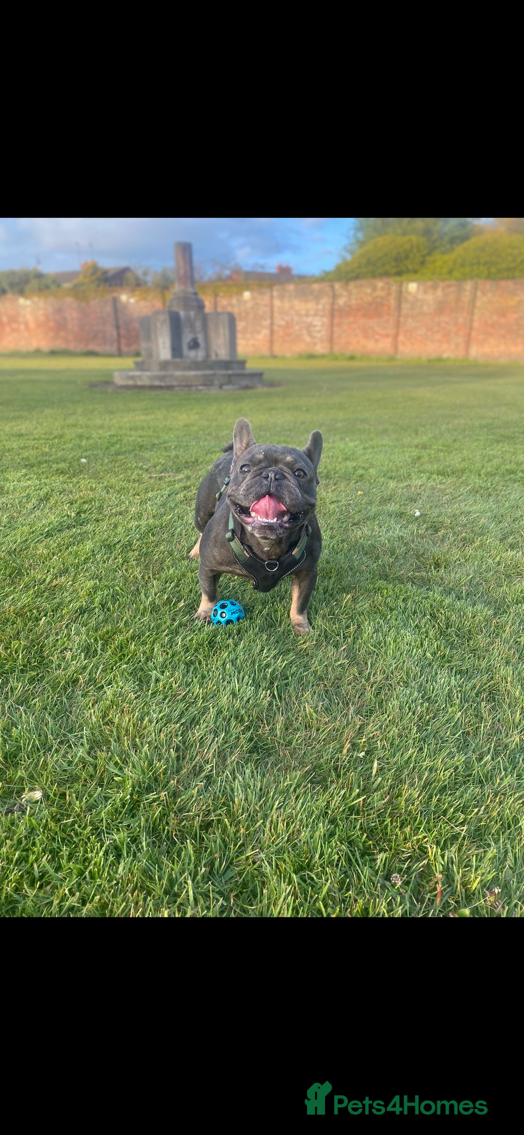 French Bulldog dogs for sale: French Bulldog Puppies  - Advert 3