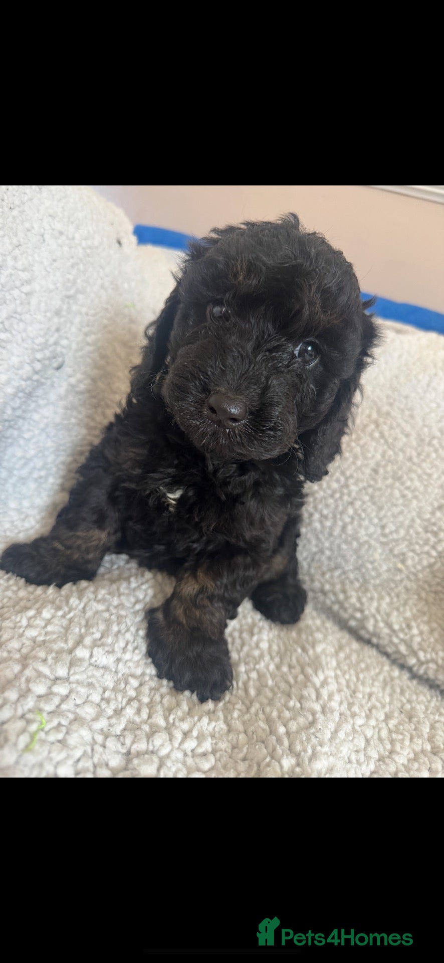 Cockapoo dogs F1 cockapoo puppies  - Advert 1