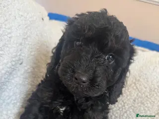 Cockapoo dogs F1 cockapoo puppies - Advert 1