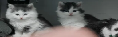 Mixed Breed Kitten 2