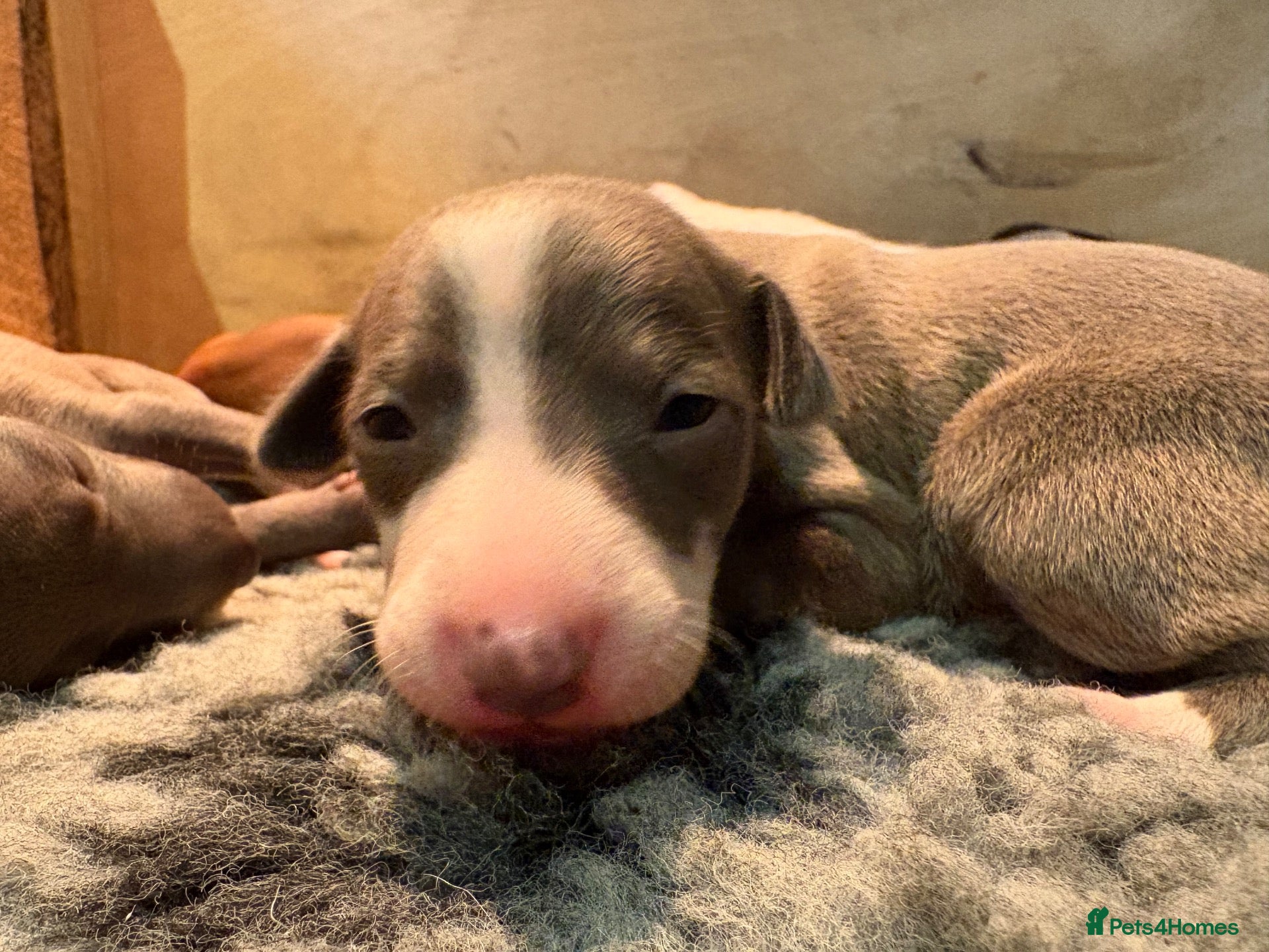 Mixed Breed dogs Whippet cross Italian greyhound - Advert 2