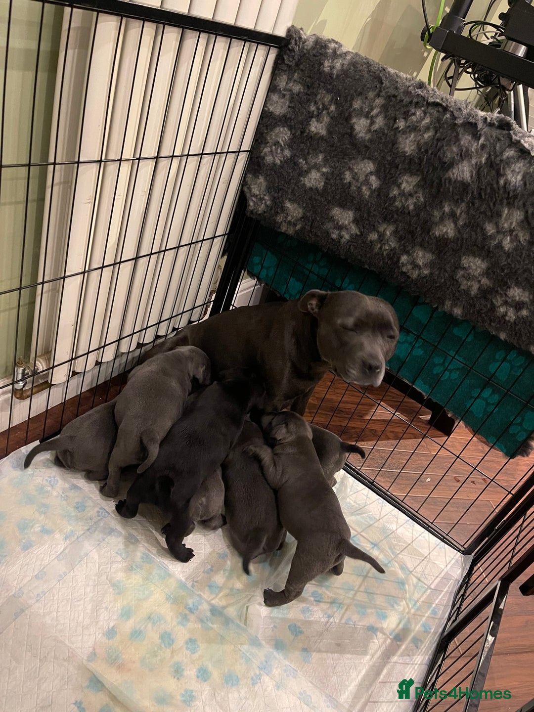 Staffordshire Bull Terrier dogs for sale: Beautiful Blue Champion Staffy Pups - Image 14