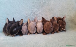Rex rabbits for sale: Purebred Mini Rex babies - chocolate blue lilac - Image 1