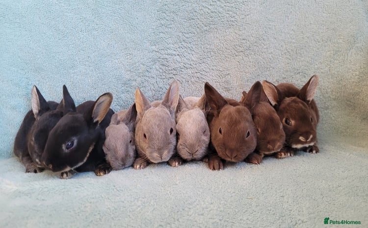 Rex rabbits - Advert 6