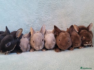 Rex rabbits - Advert 10
