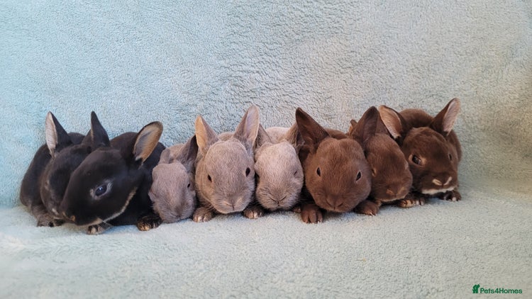 Rex rabbits - Advert 2