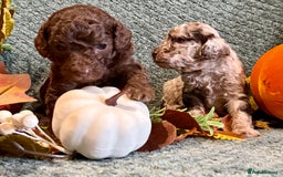 Miniature Poodle dogs for sale: Beautiful Miniature Poodle pups  - Image 5