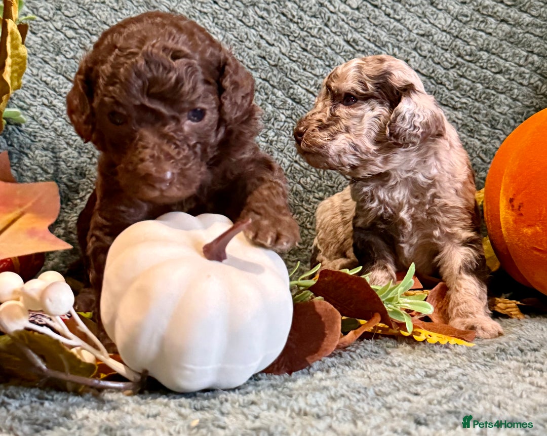 Miniature Poodle dogs for sale: Beautiful Miniature Poodle pups  - Image 5