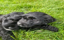 Sproodle dogs for sale: Stunning F1 sproodle  - Image 5