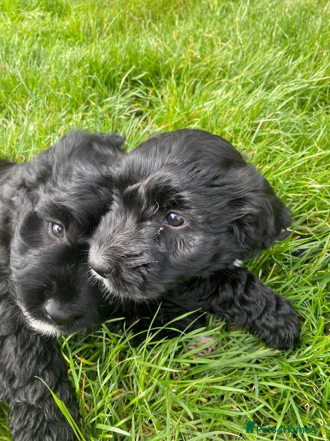 Sproodle dogs for sale: Stunning F1 sproodle  - Image 5