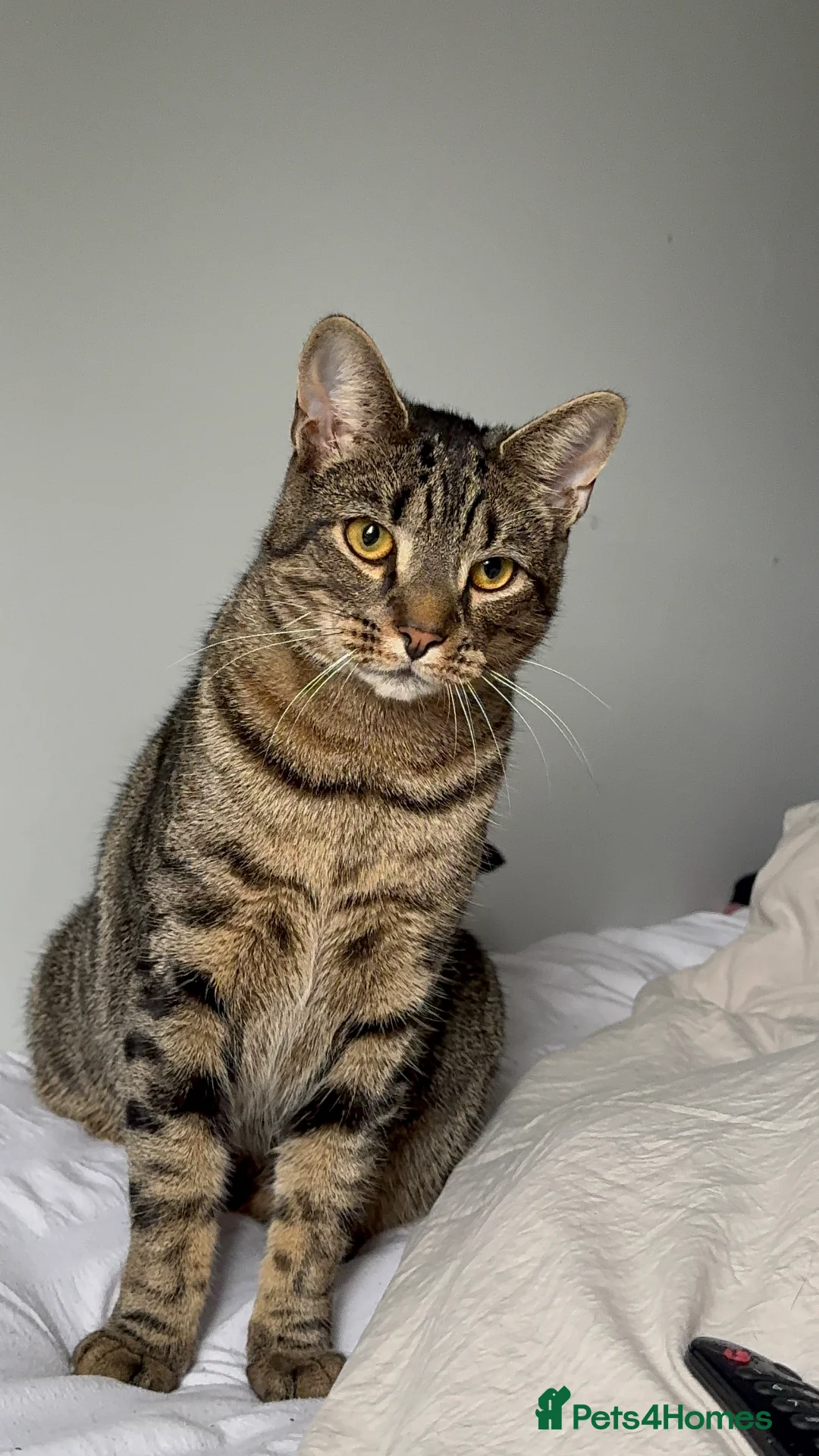 Egyptian Mau cats for sale: Cat for free  - Advert 2